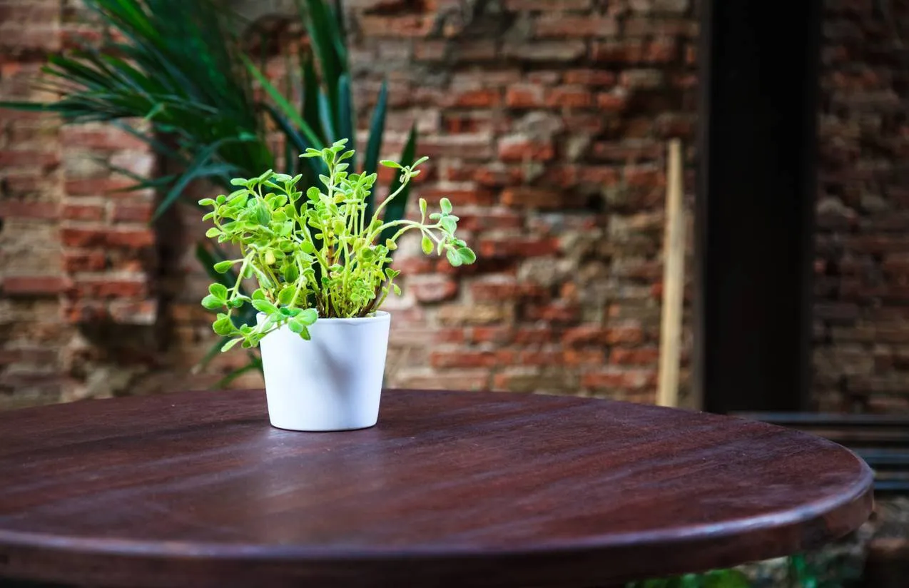 plante décorative pour agrémenter votre déco