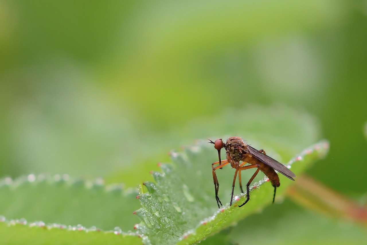 moucherons dans les plantes : que faire ?