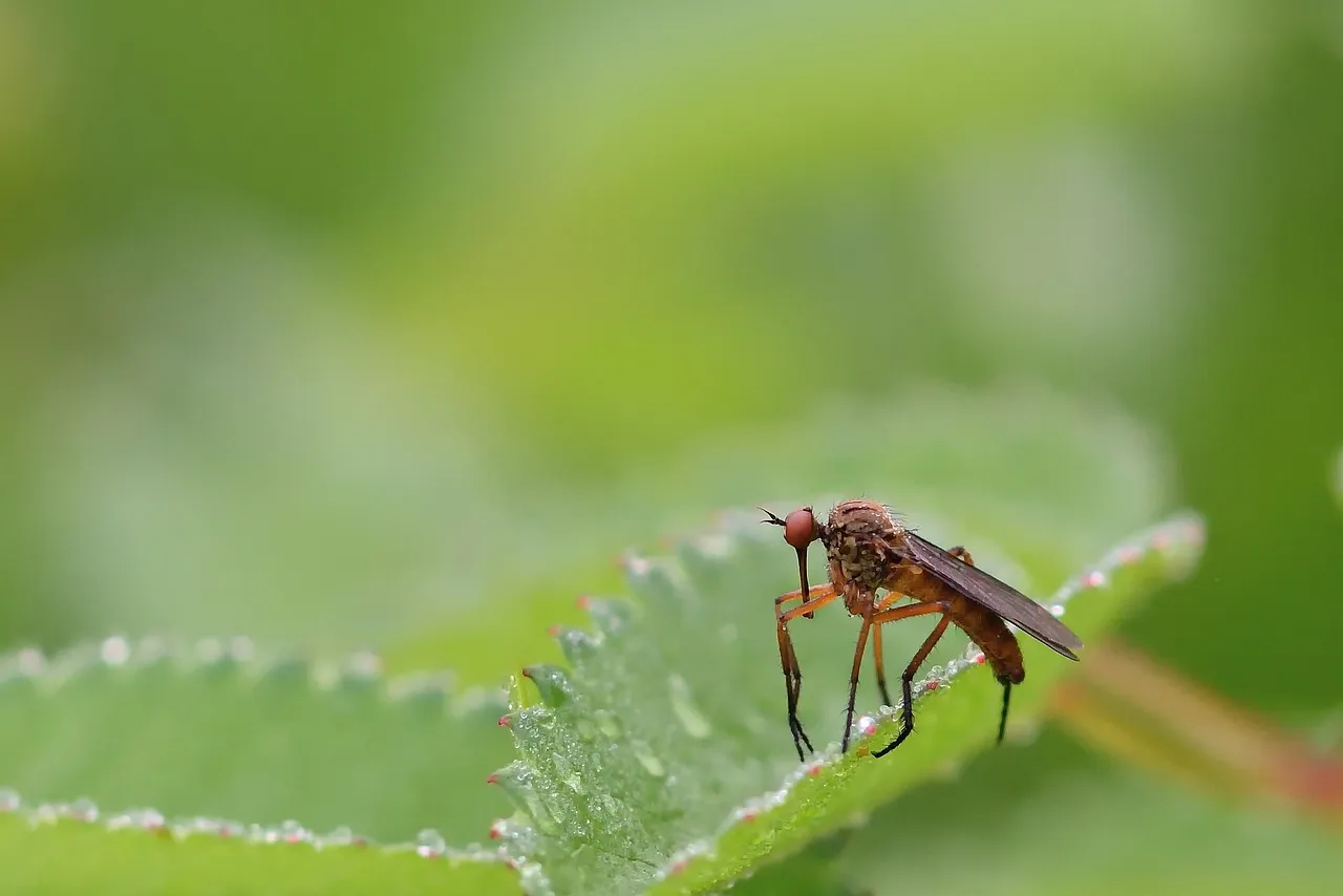 moucherons dans les plantes : que faire ?