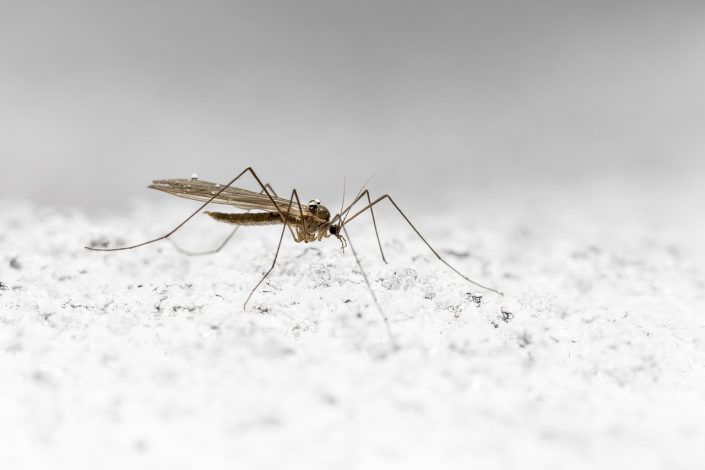 Éliminez les moustiques dans votre jardin