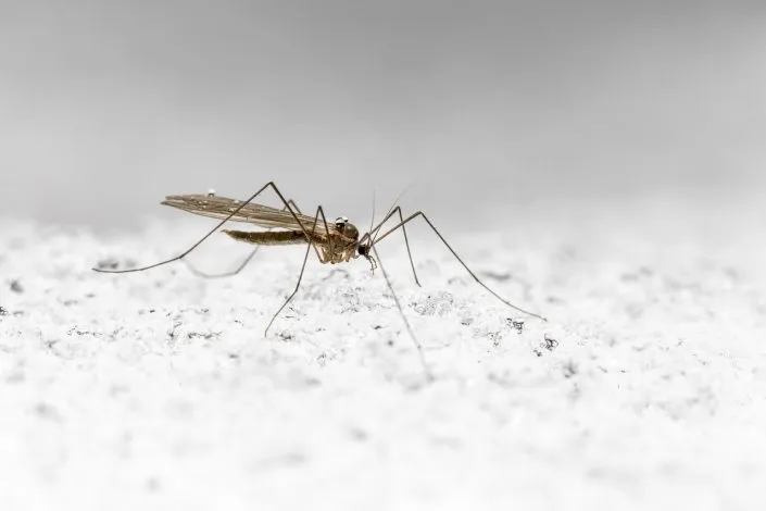 Éliminez les moustiques dans votre jardin