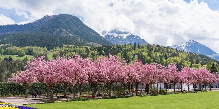Comment se lancer dans un jardin paysager?