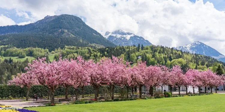 Comment se lancer dans un jardin paysager?