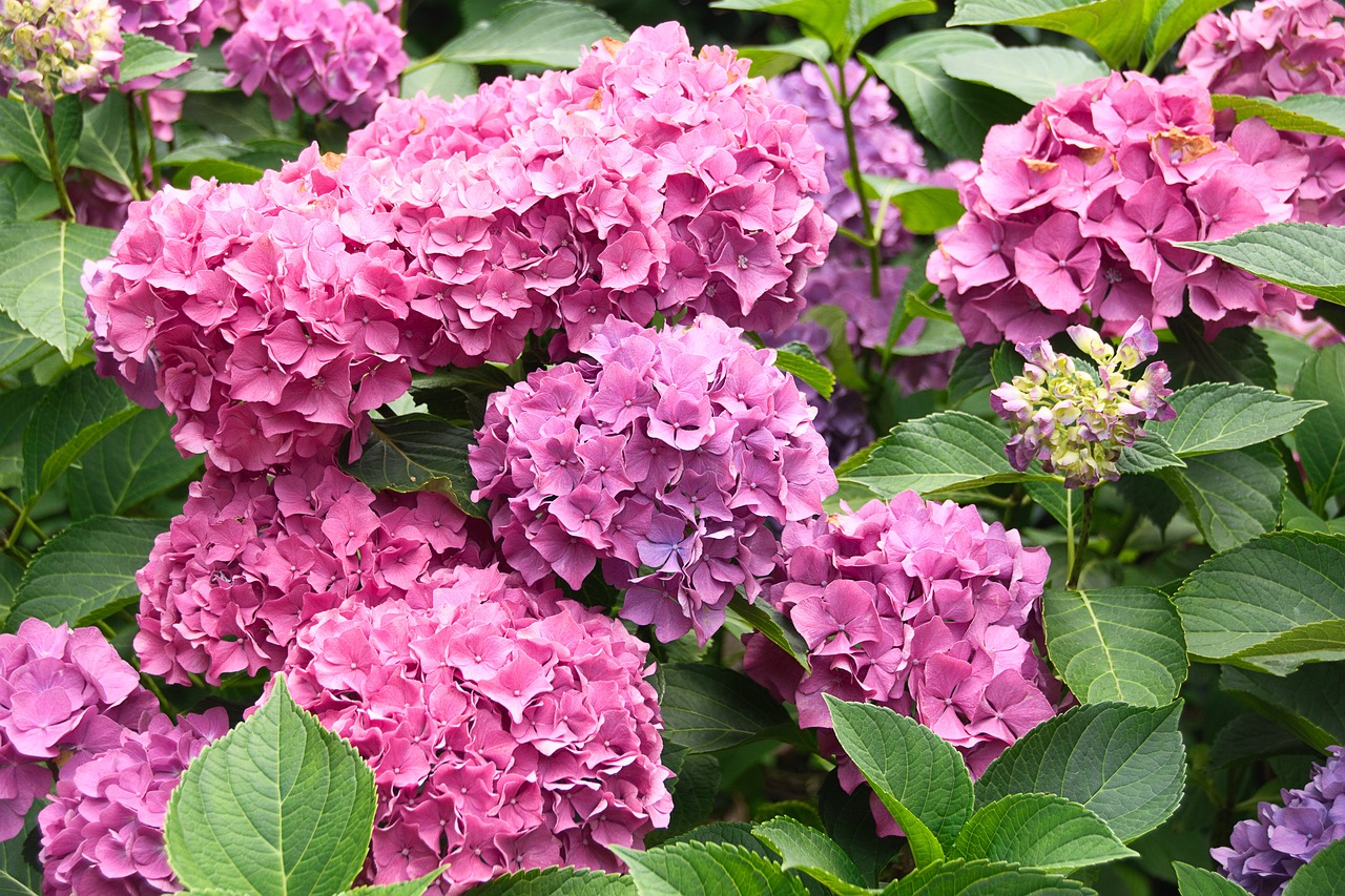 Quelles plantes choisir pour votre jardin ?