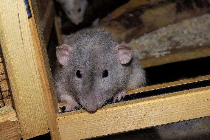 Pourquoi faire appel à un exterminateur agréé ?