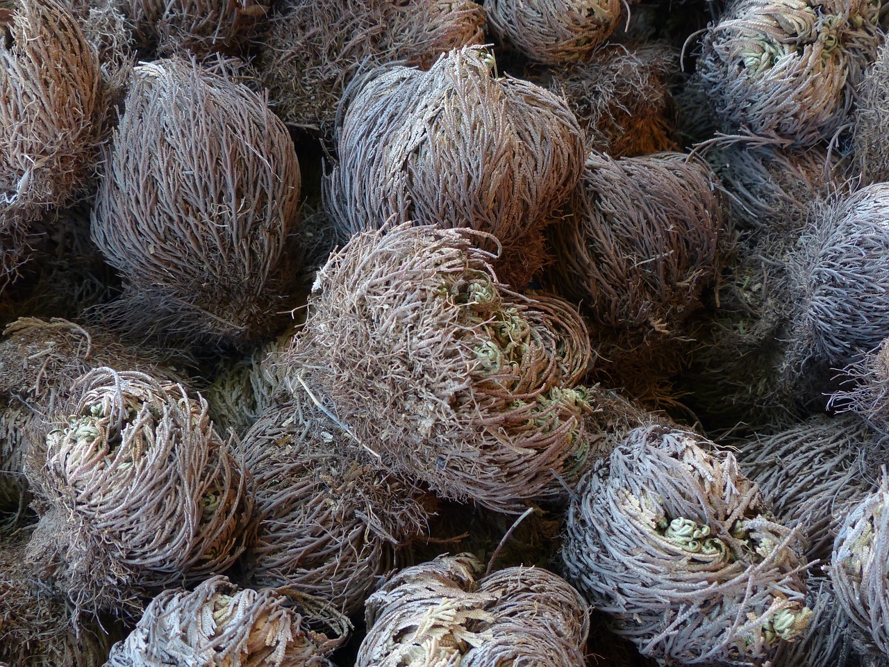 La rose de jericho : tout ce qu’il faut savoir