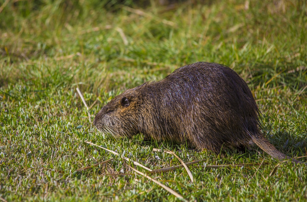 piege a rat : comment se débarrasser des rats ?
