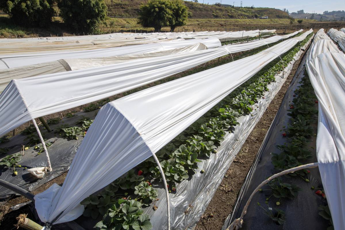 Toile de paillage : les bonnes pratiques