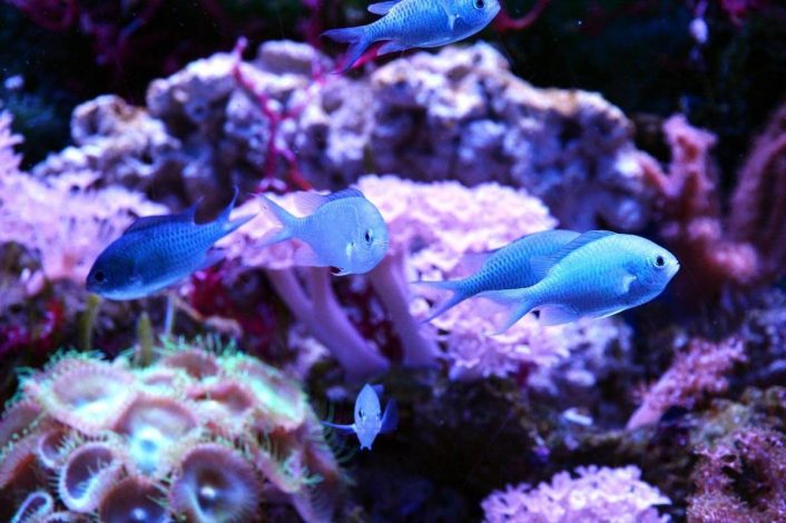 Comment aménager un aquarium d’eau salée ?