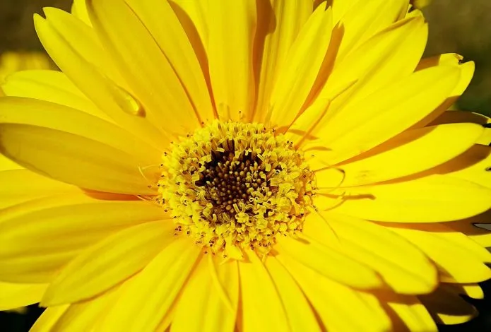 Couleurs de peinture jaune vif pour votre maison