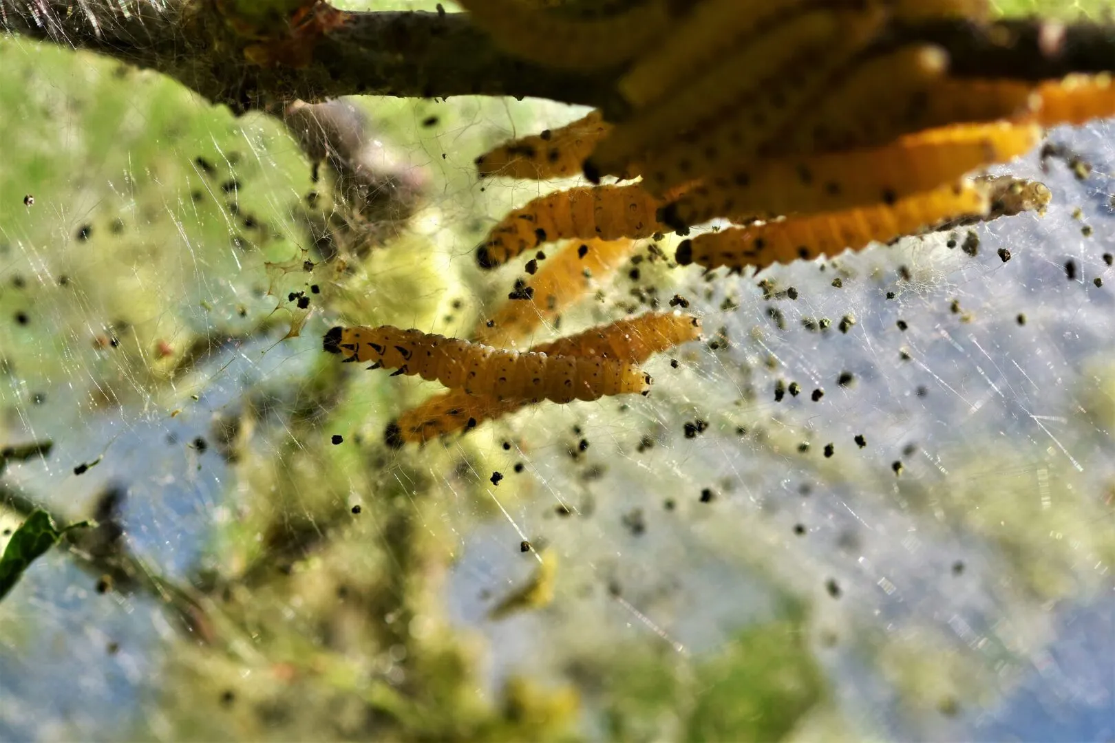 Que faire si vous avez des mites dans la cuisine