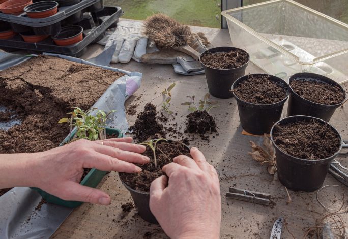 Perlite et Vermiculite : Quelle est la différence ?