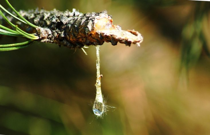 Comment enlever la sève d’arbre de votre voiture ?