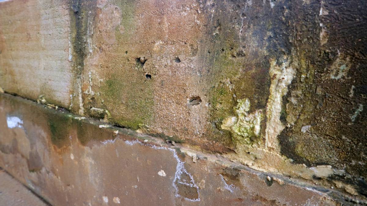 Les premiers signes de la mérule : ce que votre maison vous dit