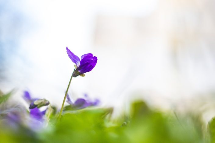 Comment rempoter une plante : la meilleure technique