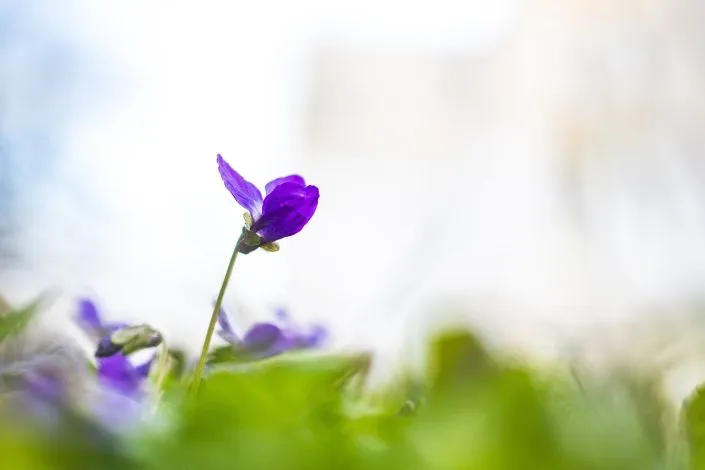 Comment rempoter une plante : la meilleure technique