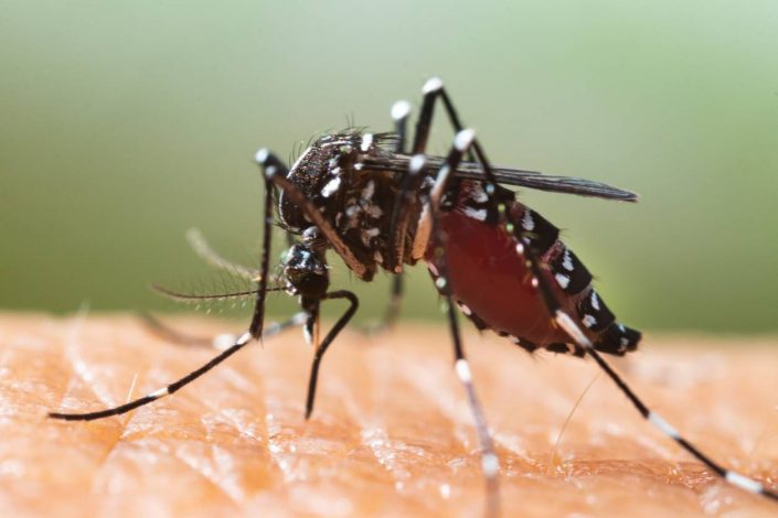développement moustique en été