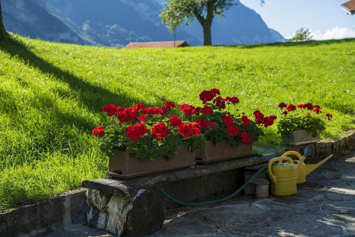 Aménagement jardin : l’importance pour votre éxtérieur