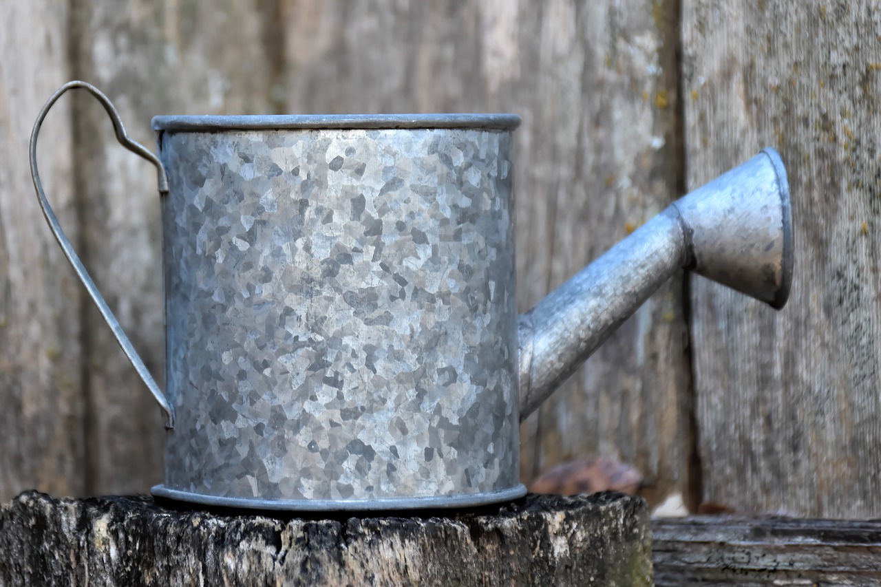 Songe plante : une beauté botanique pour votre maison