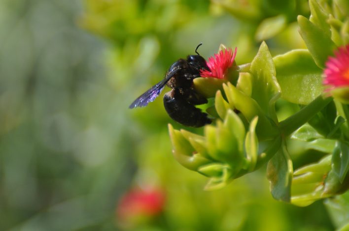 Conseils pour un jardin respectueux de l’environnement