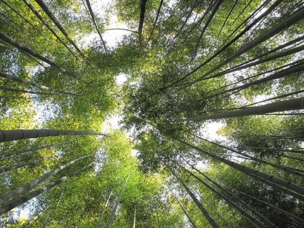 Le bambou: un matériau tendance aux multiples qualités