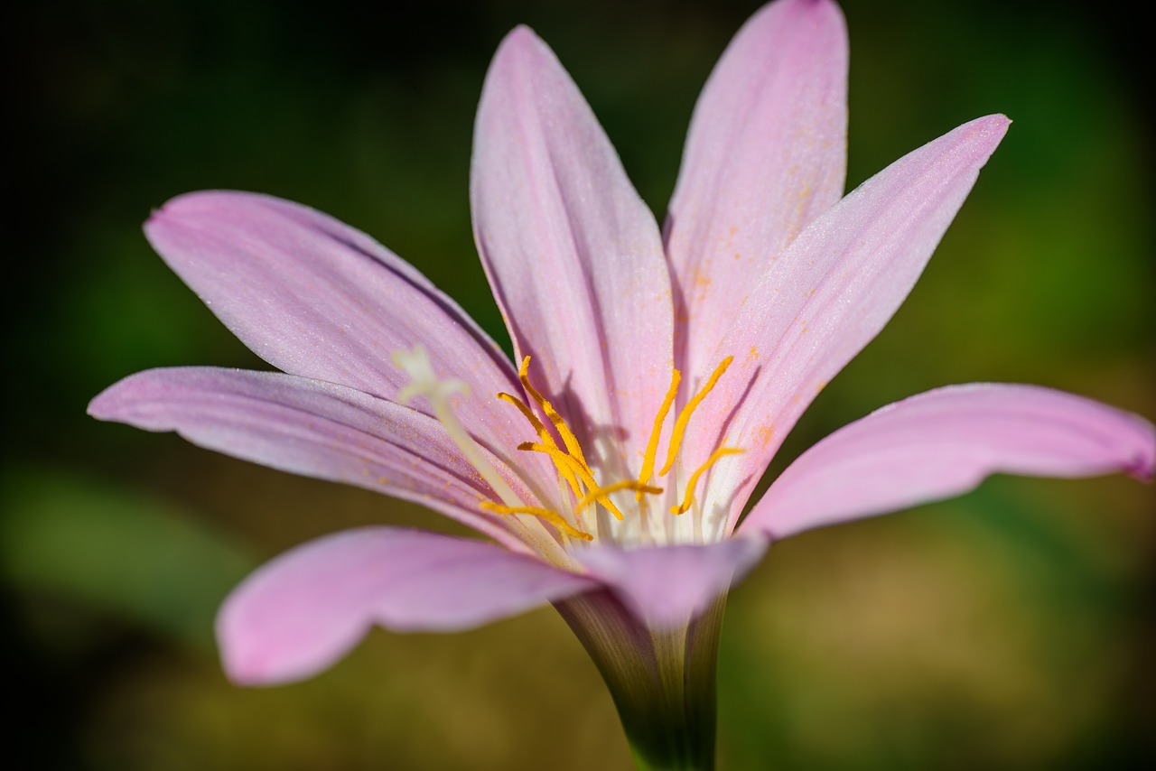 5 étapes faciles pour cultiver des poireaux chez vous