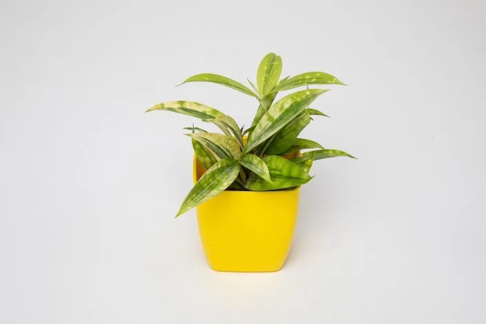 les meilleures plantes d’intérieur pour un petit espace