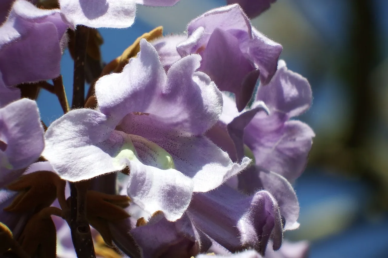 Les avantages écologiques d’avoir un Paulownia chez soi