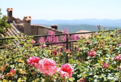 rose
