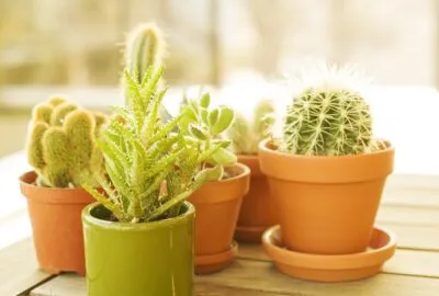 plante