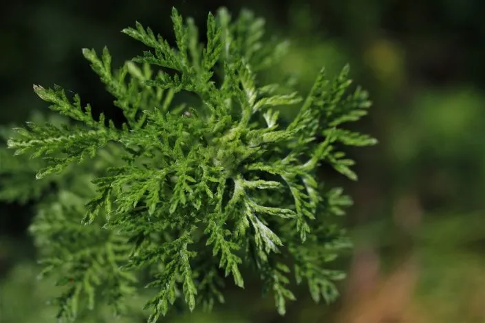 Apprenez à éloigner naturellement les acariens de votre maison
