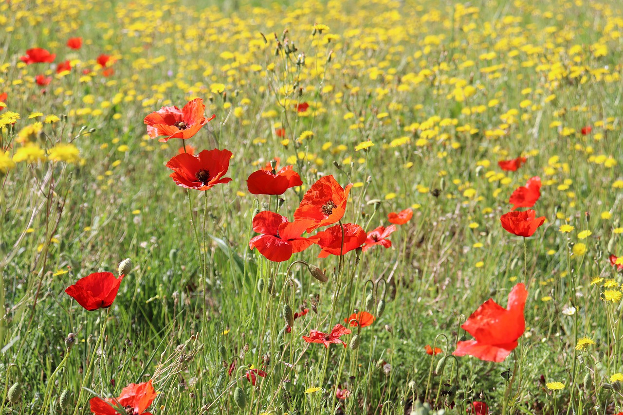 Plantes vivaces fleuries toute l’année : voici comment choisir