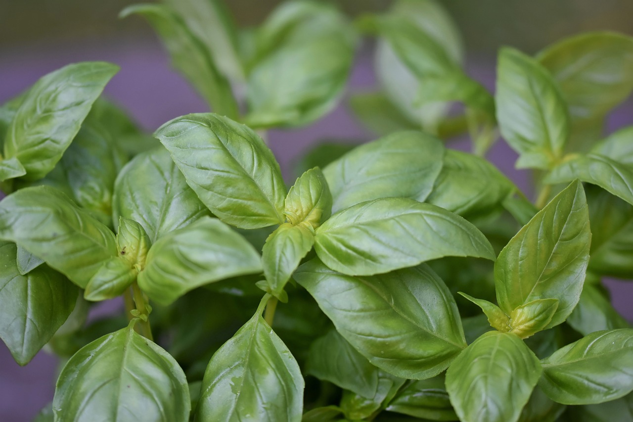 12 variétés de plantes à semer en Mars pour une maison épanouie