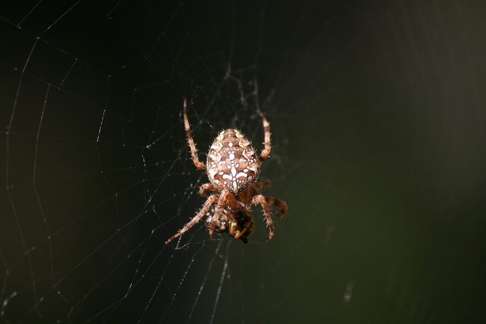 Voici comment se débarrasser des araignées : nos meilleures astuces