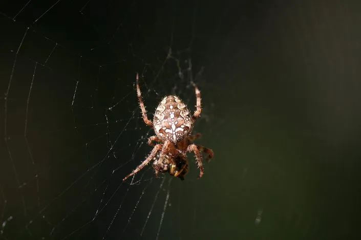 Voici comment se débarrasser des araignées : nos meilleures astuces