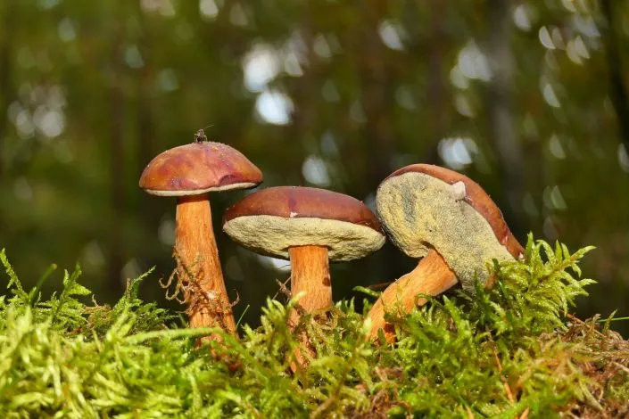 Quelle est la meilleure méthode pour éviter d’endommager les cèpes ?