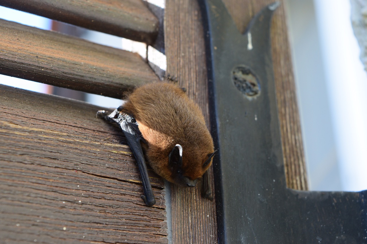 Les dangers cachés d’avoir des chauve-souris dans votre habitation