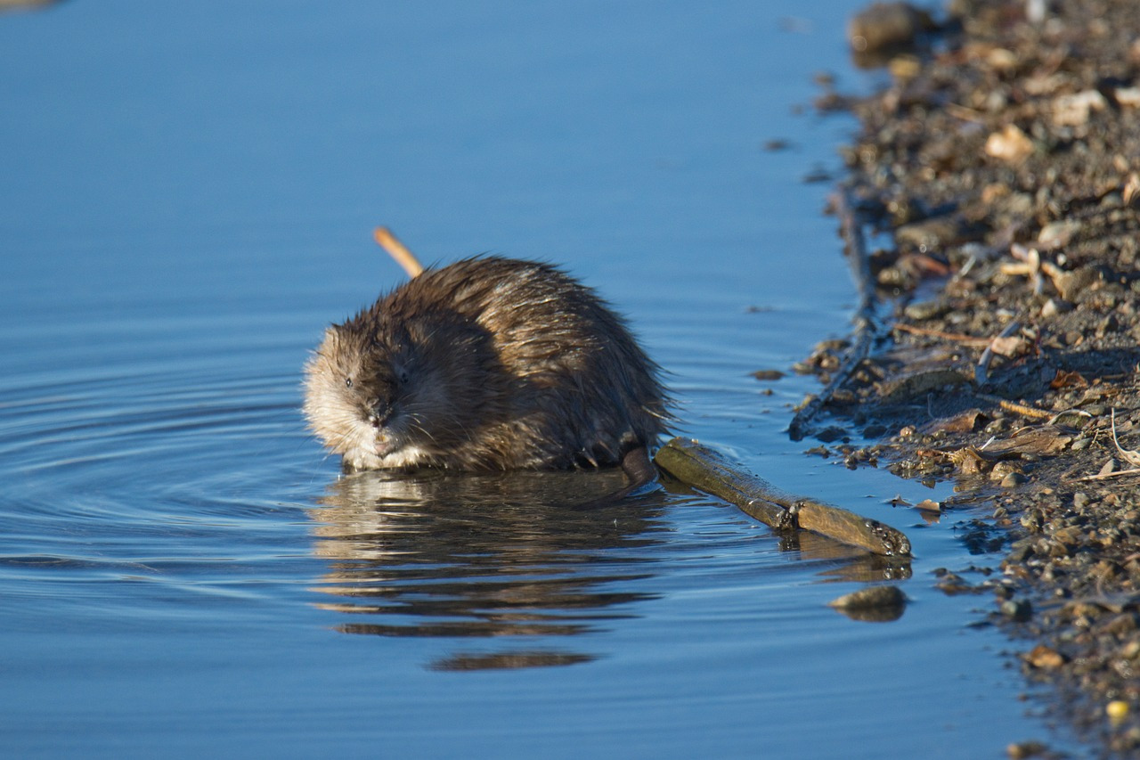 Comment faire sortir un rat de sa cachette : les meilleures méthodes