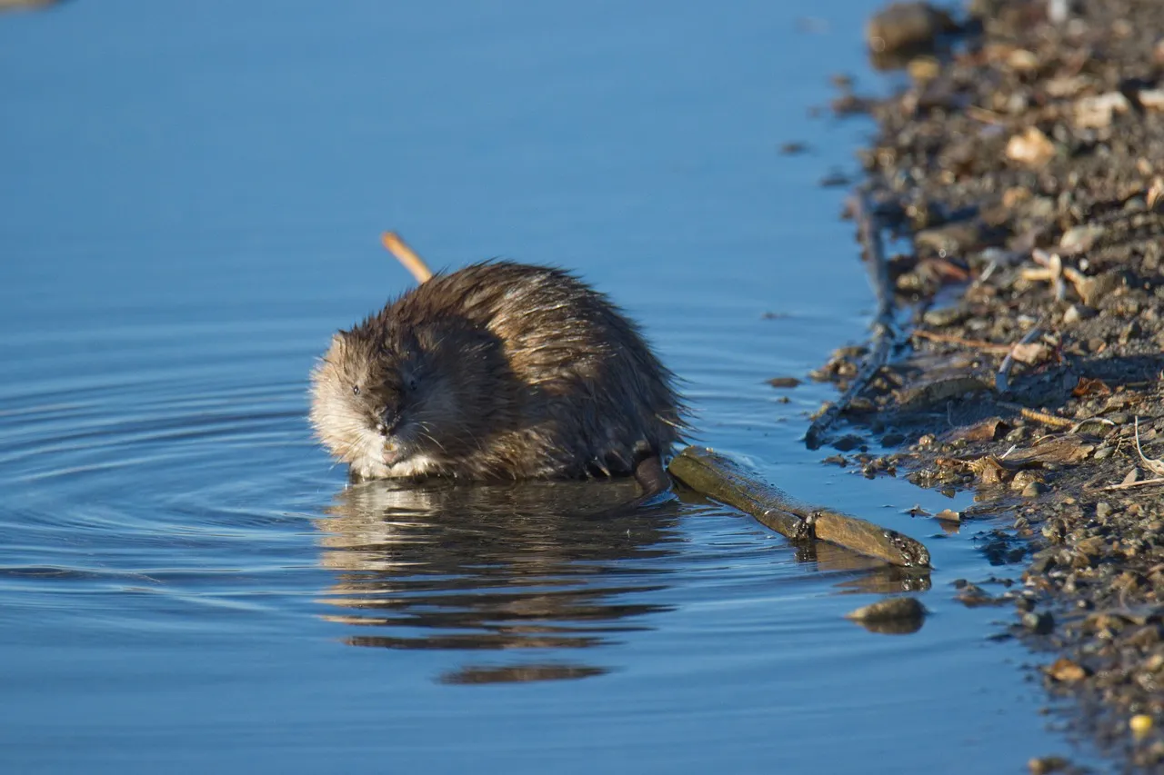 Comment faire sortir un rat de sa cachette : les meilleures méthodes