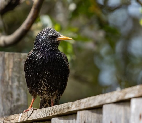 Etourneau : L’oiseau à la beauté incomprise est-il réellement nuisible ?