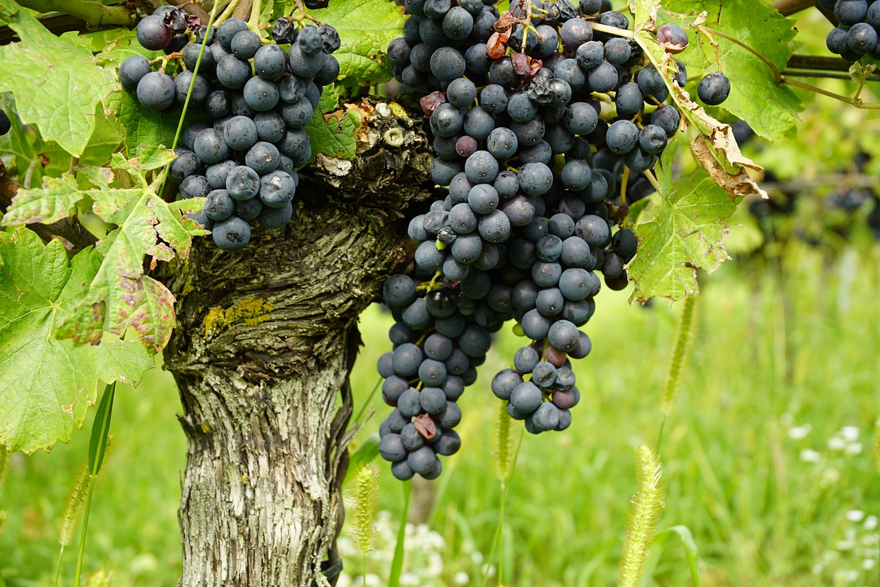 5 étapes simples pour créer vos propres boutures de vigne à la maison