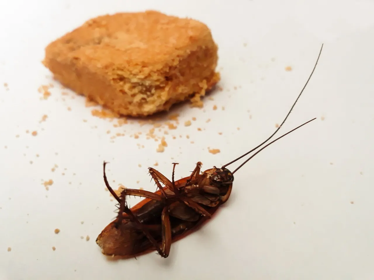 Découvrez quels sont les insectes les plus nuisibles dans nos maisons
