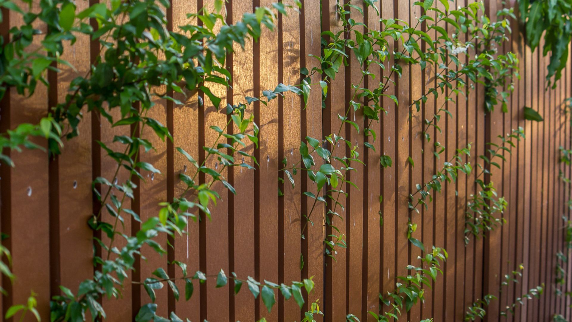 Aménagement extérieur : structurer son jardin avec un brise vue en bois