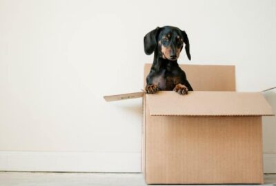carton demenagement