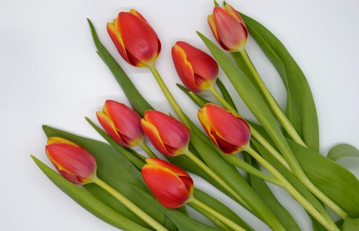 4 conseils pour choisir des fleurs à offrir lors d’une occasion spéciale