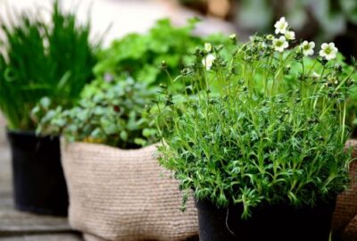 Séchage_des_herbes_!