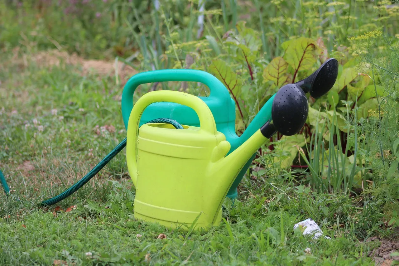 Comment réutiliser l’eau de votre sèche-linge pour arroser vos plantes ?