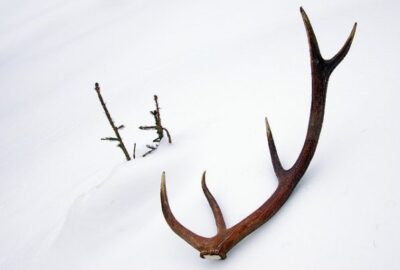 Comment_monter_des_bois