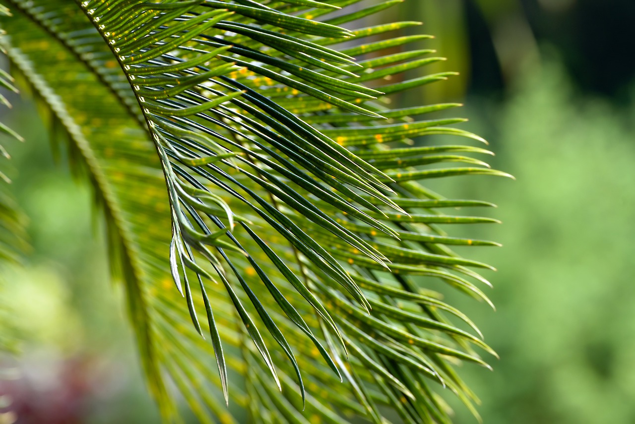 Secrets de jardinage : Comment cultiver des graines de palmier en intérieur
