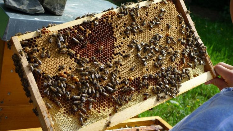 Une introduction à l’apiculture pour voir si c’est un passe-temps pour vous